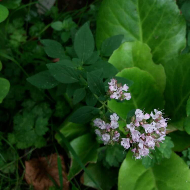 Plant image Origanum onites
