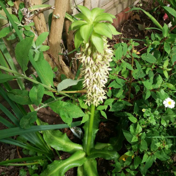plant image 528450 plant image 528450