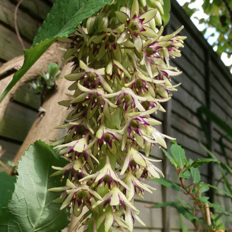 plant image 528451 plant image 528451