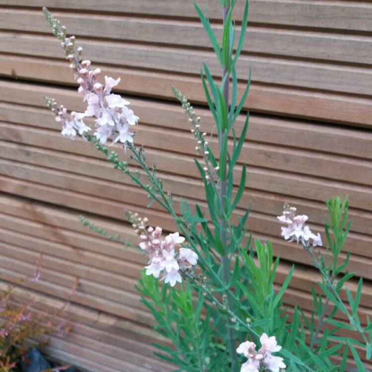 plant image 535647 plant image 535647