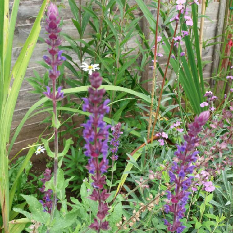 Plant image Salvia nemorosa 'Amethyst'