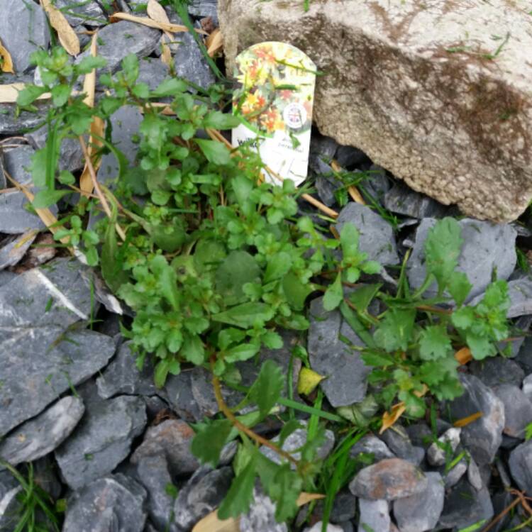 Plant image Sedum kamtschaticum 'Weihenstephaner Gold'