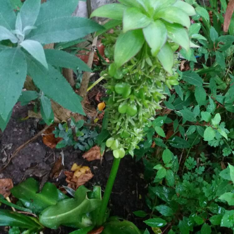 plant image 560505 plant image 560505