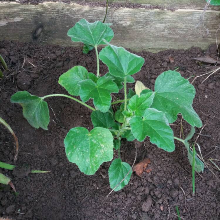 Plant image Lavatera x clementii 'Barnsley Baby'