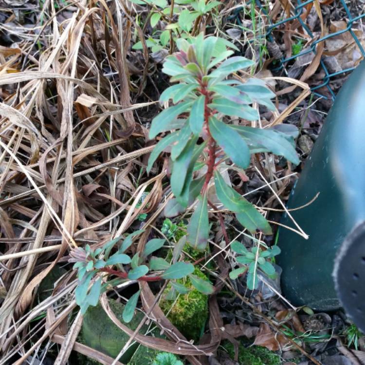 plant image 612231