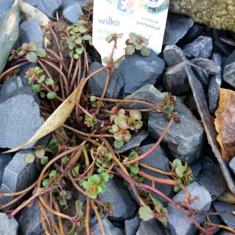 Plant image Sedum kamtschaticum 'Weihenstephaner Gold'