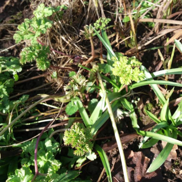 plant image 616451