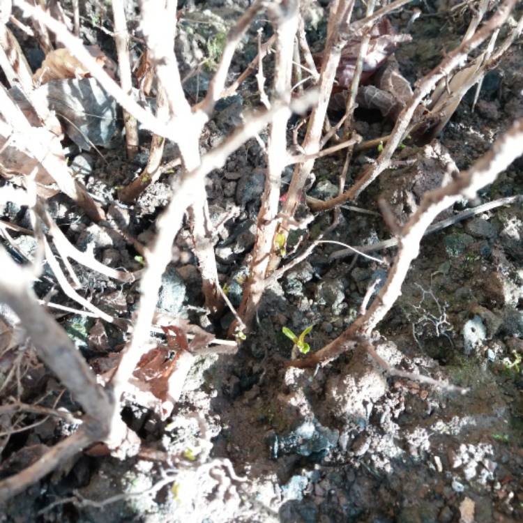 plant image 616471