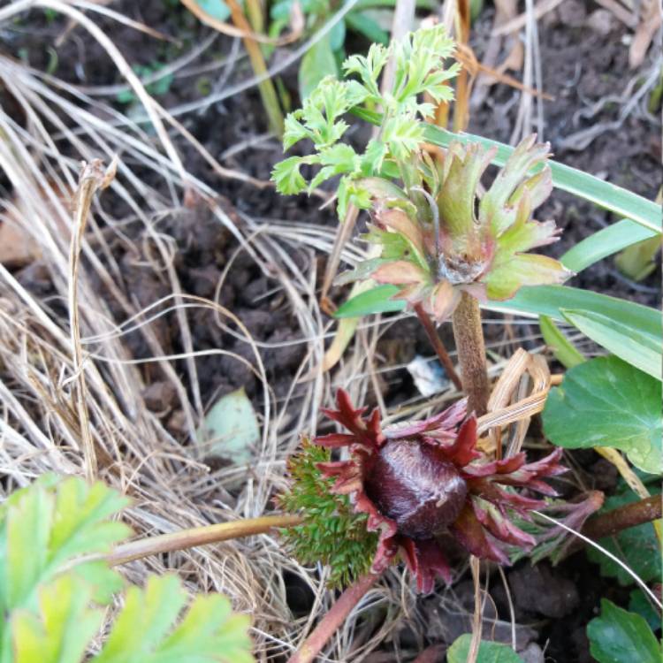 plant image 621405