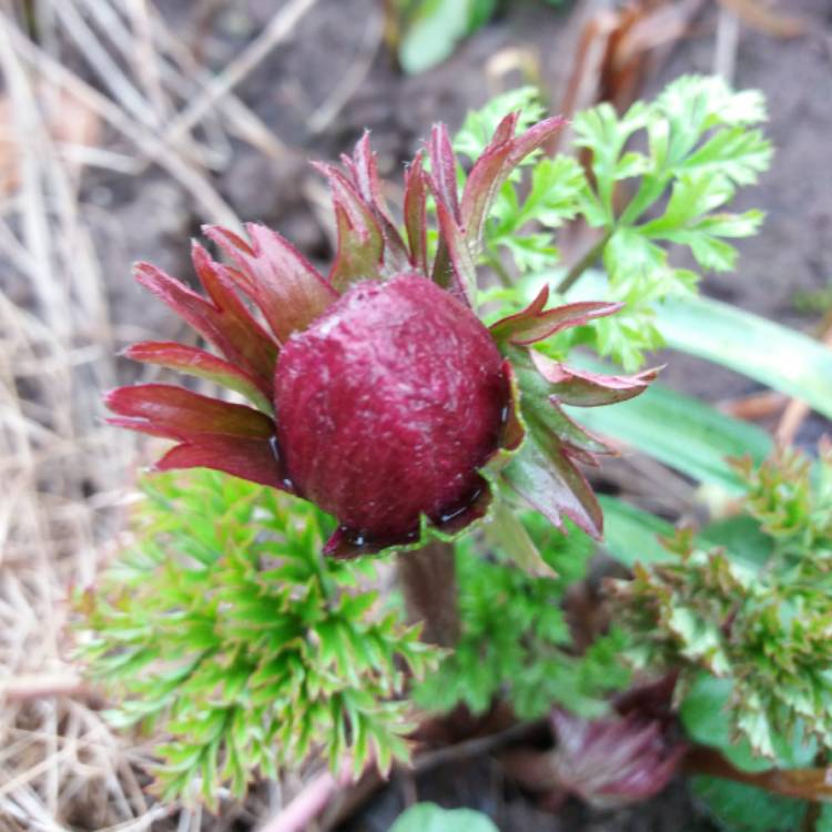 plant image 631494