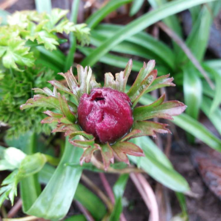 plant image 631497