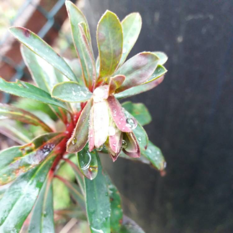 Plant image Euphorbia