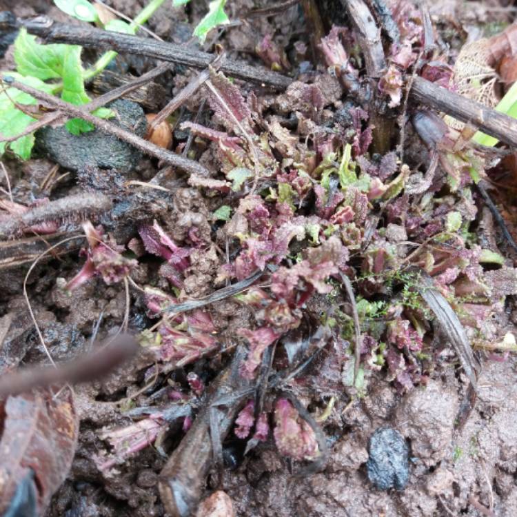 plant image 633543 plant image 633543