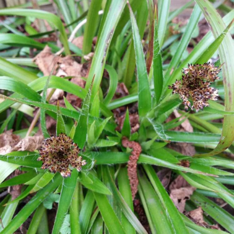 Plant image Carex oshimensis 'Everlime'