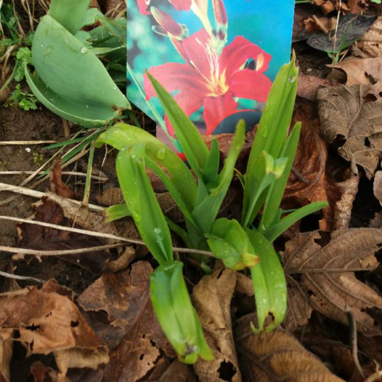 Plant image Hemerocallis 'Crimson Pirate'