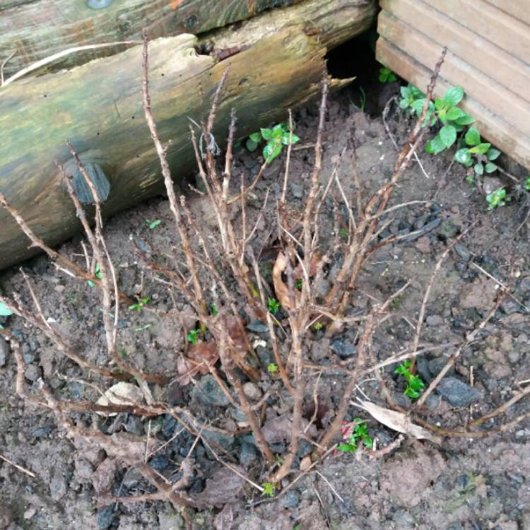 plant image 644979