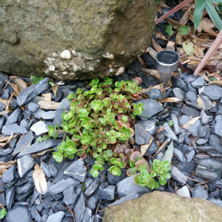 plant image 644988 plant image 644988