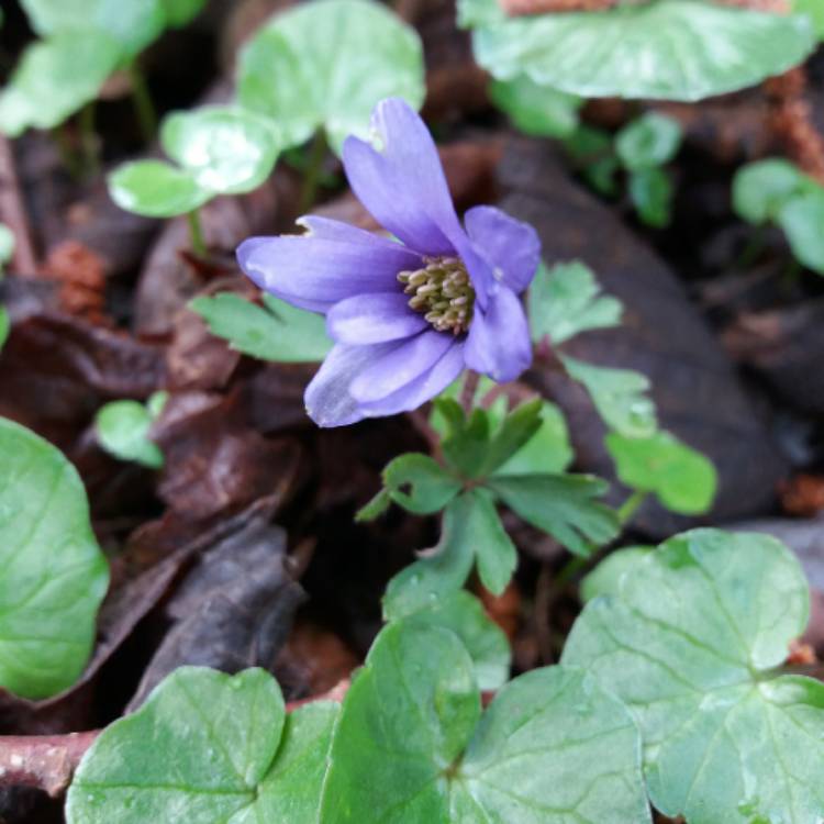 Plant image Anemone nemorosa 'Robinsoniana'