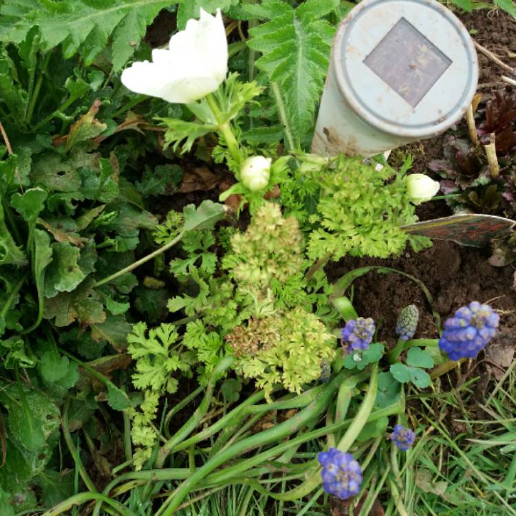 plant image 652900