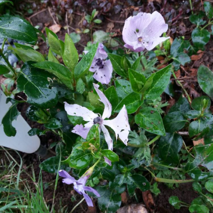 plant image 652901