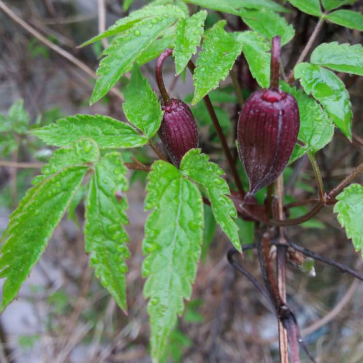 plant image 657446 plant image 657446