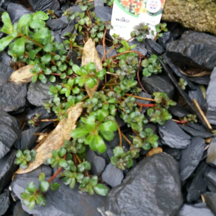 plant image 657452