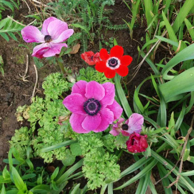 plant image 664200