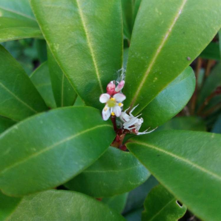 plant image 664216 plant image 664216