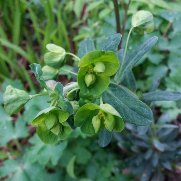 plant image 674593
