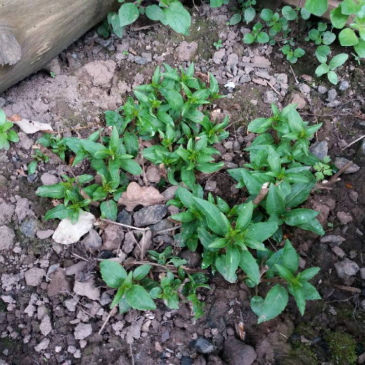 plant image 674602