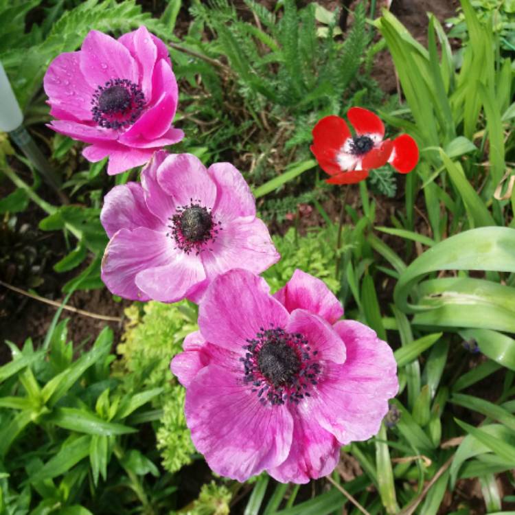plant image 674605