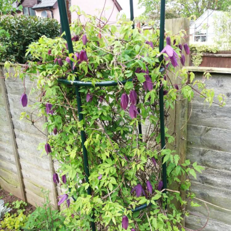 plant image 674610 plant image 674610