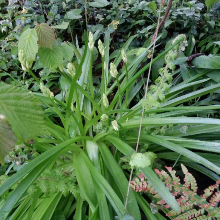 plant image 676414 plant image 676414