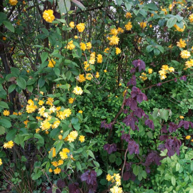 plant image 676417 plant image 676417