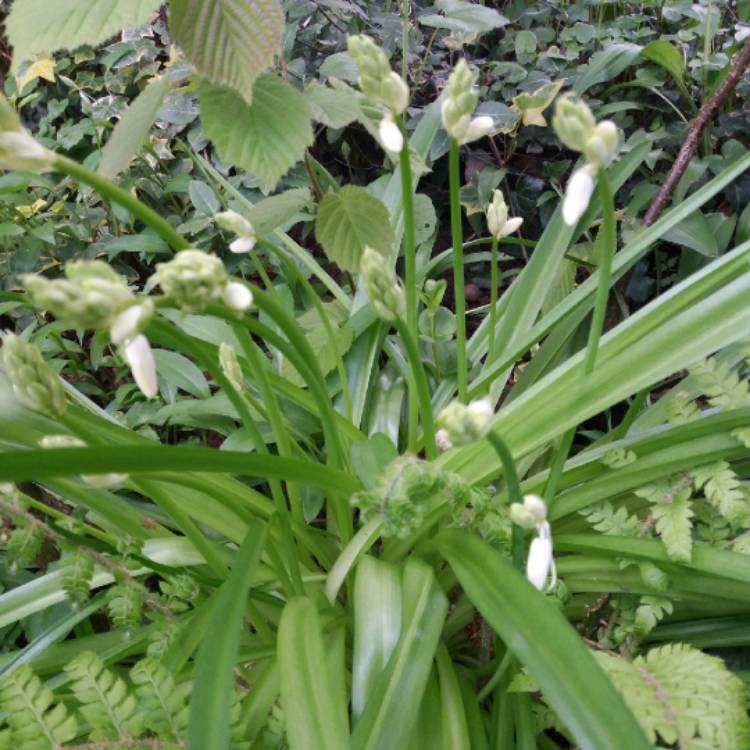 Plant image Hyacinthoides hispanica 'Alba'