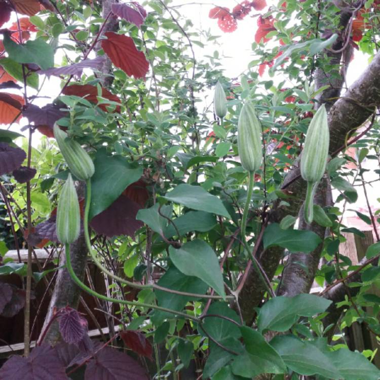 plant image 696195 plant image 696195