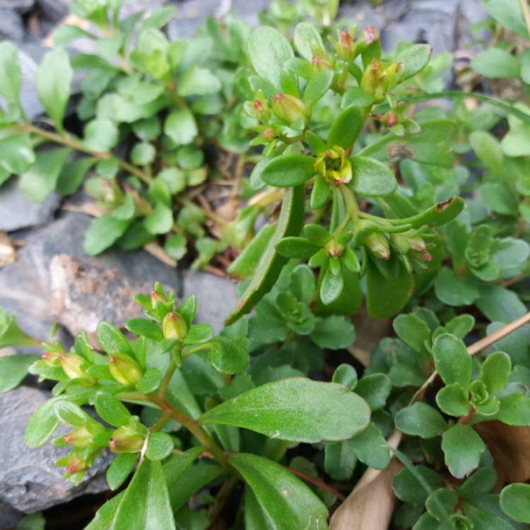 Plant image Sedum kamtschaticum 'Weihenstephaner Gold'