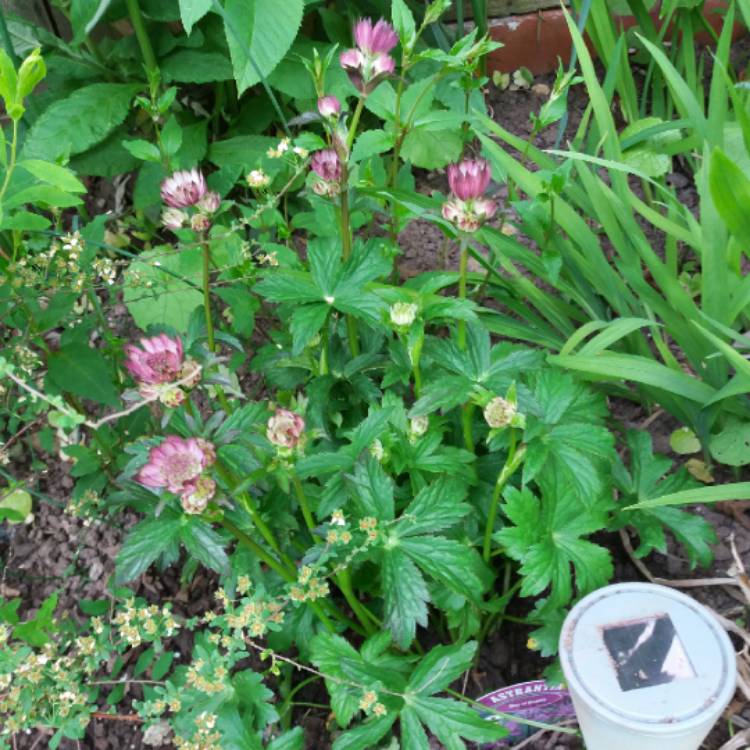 Plant image Astrantia major 'Star of Beauty' (Sparkling Stars Series)