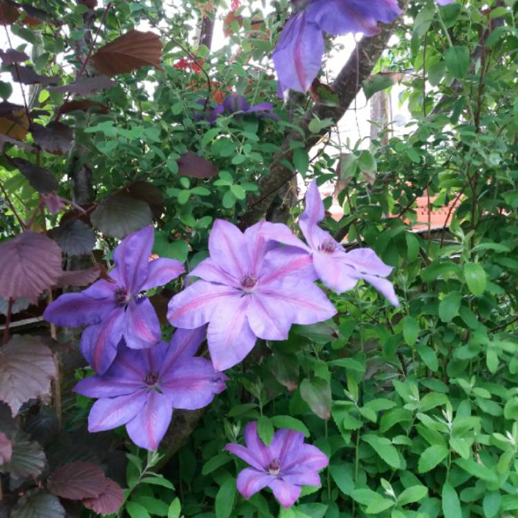 plant image 708298 plant image 708298