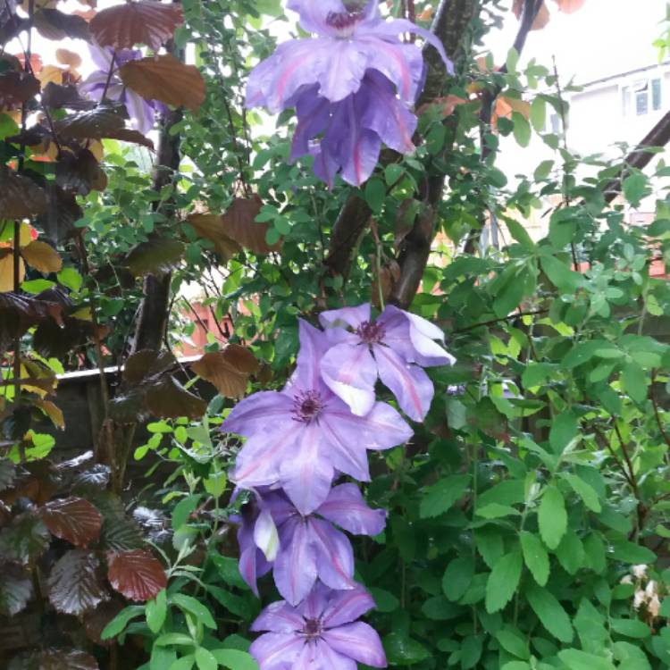 plant image 712472 plant image 712472