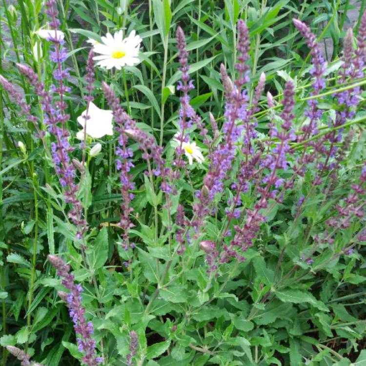 plant image 743184 plant image 743184