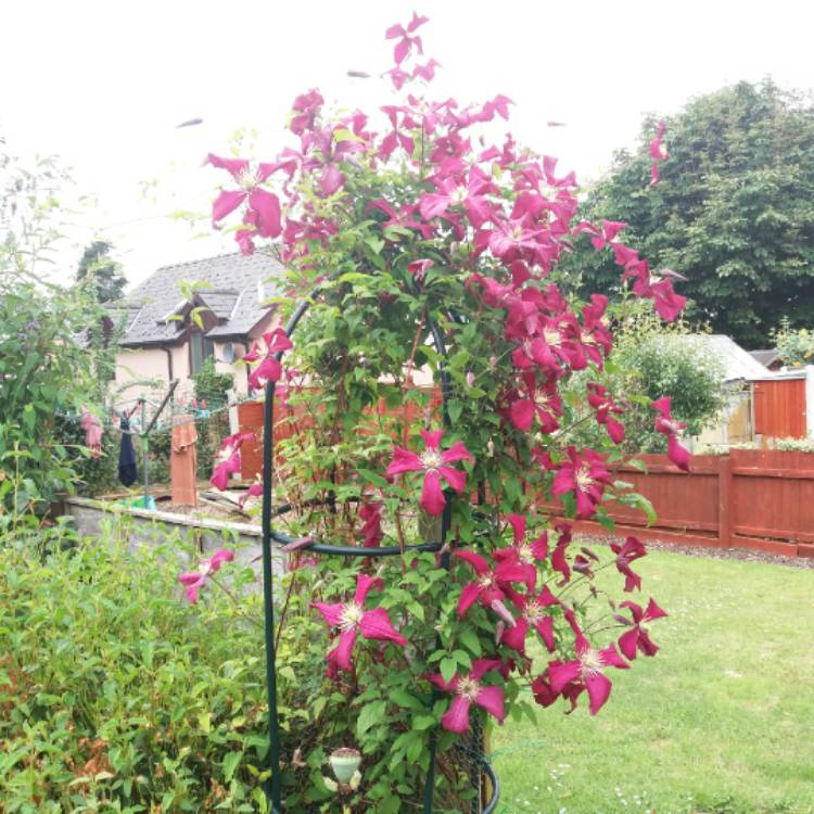 plant image 752314 plant image 752314