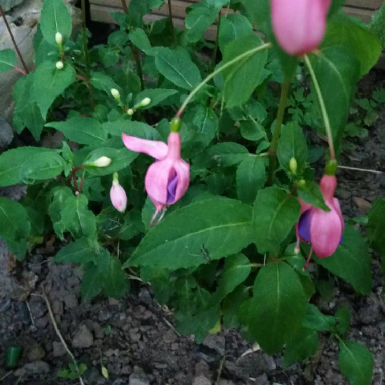 plant image 760509
