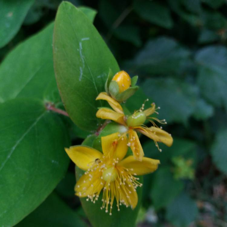 plant image 770880 plant image 770880