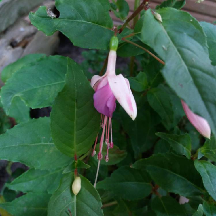 plant image 774697