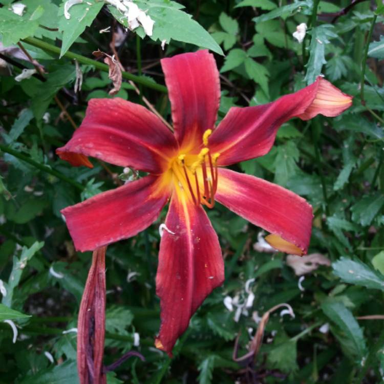 plant image 782504 plant image 782504