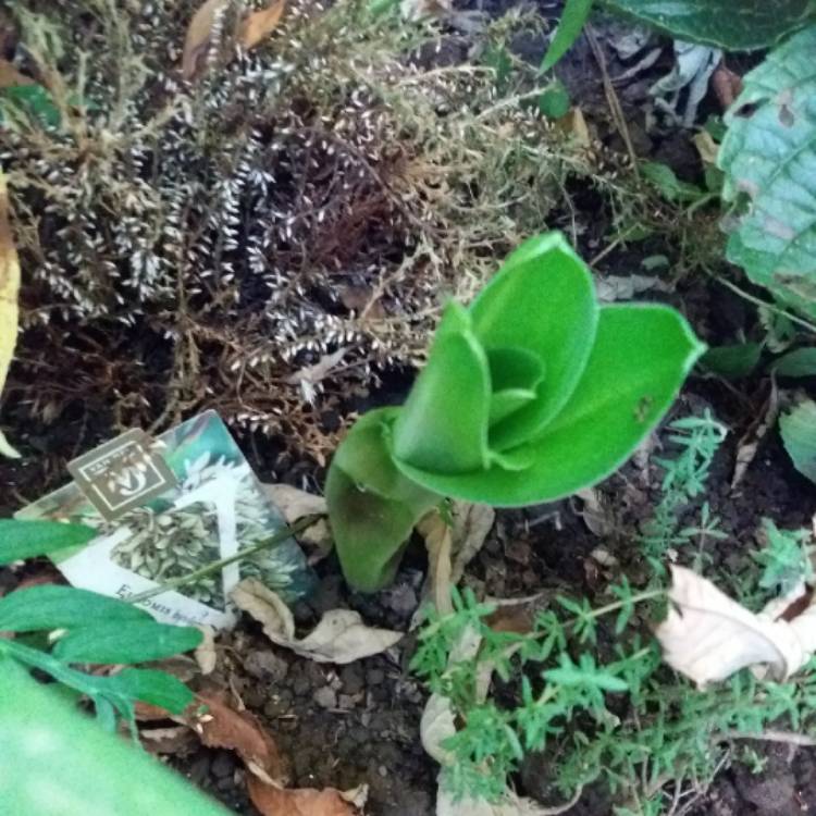 plant image 787546 plant image 787546