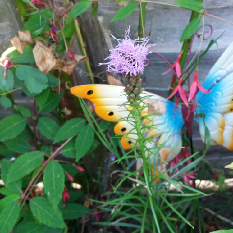 plant image 787549 plant image 787549