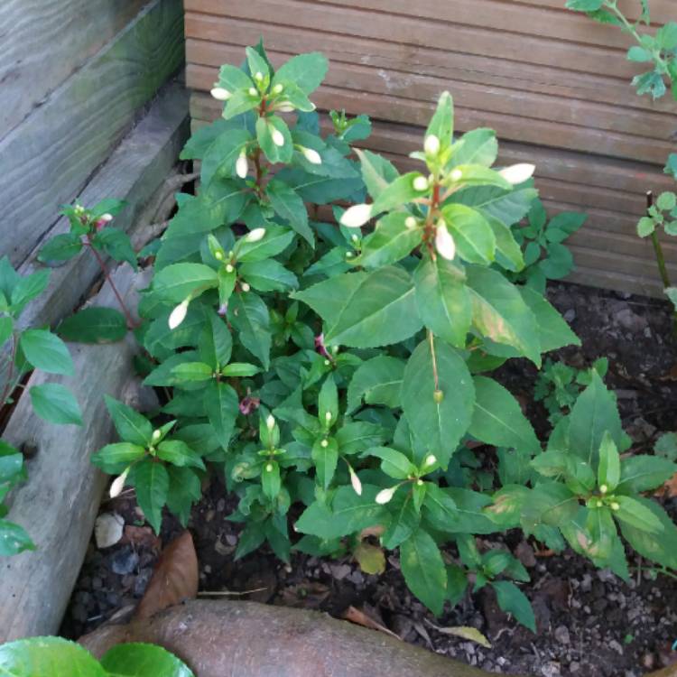 plant image 791724