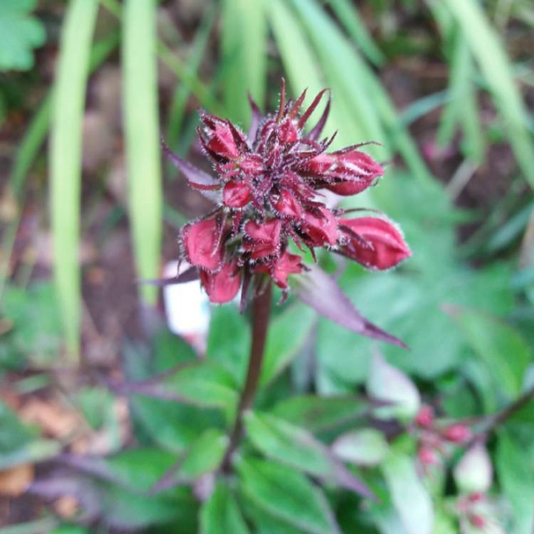 plant image 791731 plant image 791731